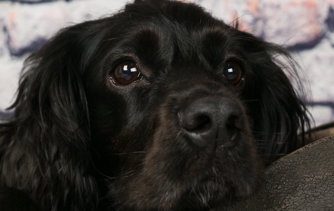 Buddy