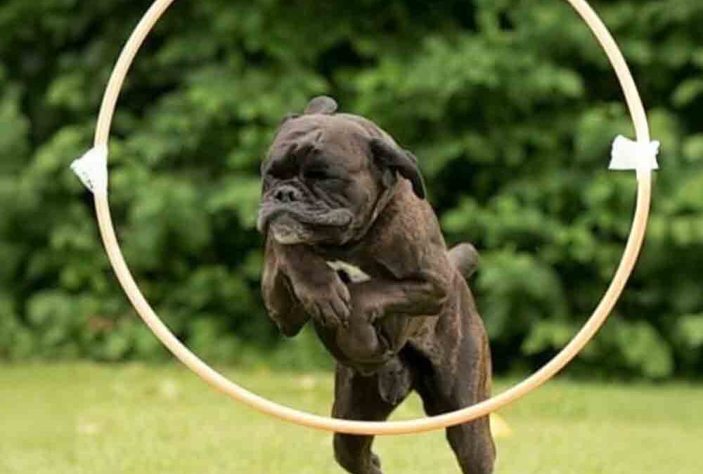 Dark Devil vom Hexenschloss