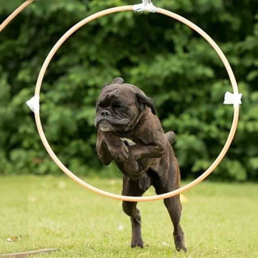 Dark Devil vom Hexenschloss