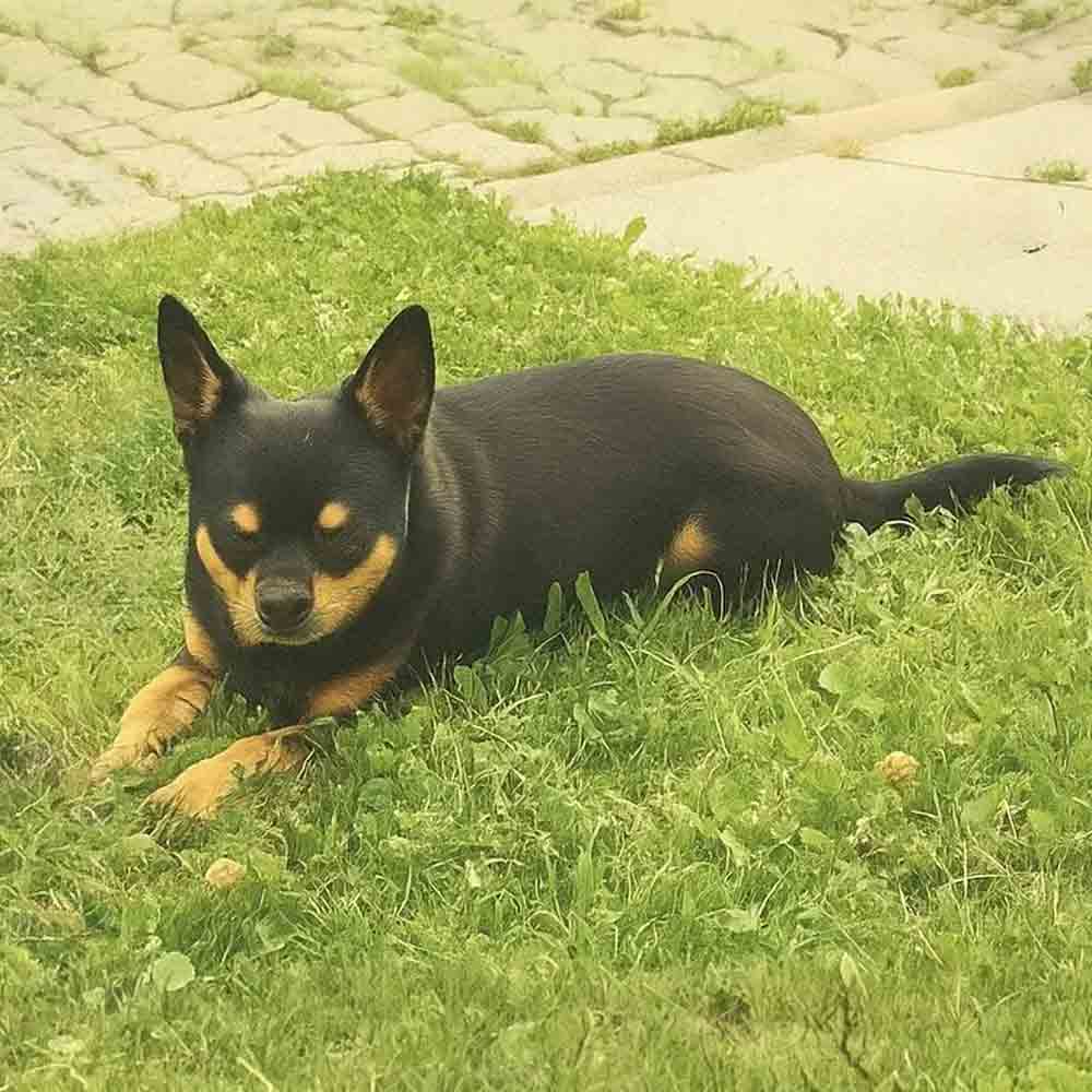 Diego
